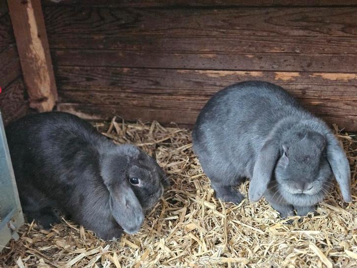 2 blauwe NHD voedsters 1 jaar oud., Dieren en Toebehoren, Konijnen, Dwerg, Vrouwelijk, 0 tot 2 jaar, Hangoor