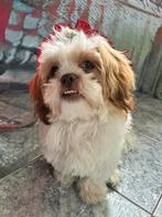 Lief shih tzu reutje, Dieren en Toebehoren, Honden | Chihuahua's en Gezelschapshonden, 15 weken tot 1 jaar, Eén hond, Nederland