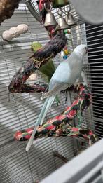 Bewezen koppel halsbandparkieten, Dieren en Toebehoren, Vogels | Parkieten en Papegaaien, Meerdere dieren, Parkiet, Pratend