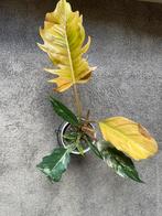Philodendron Caramel Marble, Huis en Inrichting, Kamerplanten, Ophalen of Verzenden, Halfschaduw, Minder dan 100 cm