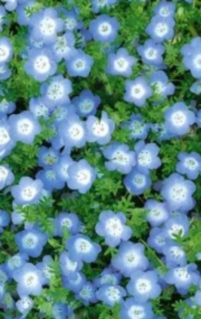 Bosliefje hemelsblauw, Tuin en Terras, Bloembollen en Zaden, Zaad, Voorjaar, Volle zon, Ophalen of Verzenden