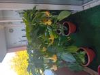 3 dubbele gele brugmansia, Meerdere dieren, Tropenvogel