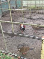 Zilverfazant, Swinhoefzant: 2 hennen en 1 haan, Dieren en Toebehoren, Pluimvee, Meerdere dieren, Overige soorten