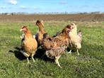 Cream Legbar baby kuikens hennetjes, gesekst en ingeënt, Dieren en Toebehoren, Pluimvee, Vrouwelijk, Kip