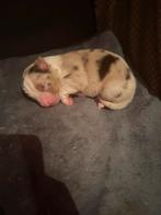 100% raszuivere Australian Shepherd pups – net geboren, Parvo, 8 tot 15 weken, Meerdere, Meerdere dieren