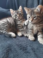 Ecotic pers kittens !, Dieren en Toebehoren, Katten en Kittens | Raskatten | Korthaar, Meerdere dieren