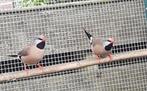 Spitsstaartamadines, Dieren en Toebehoren, Meerdere dieren, Geringd