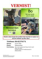 vermist, Hond
