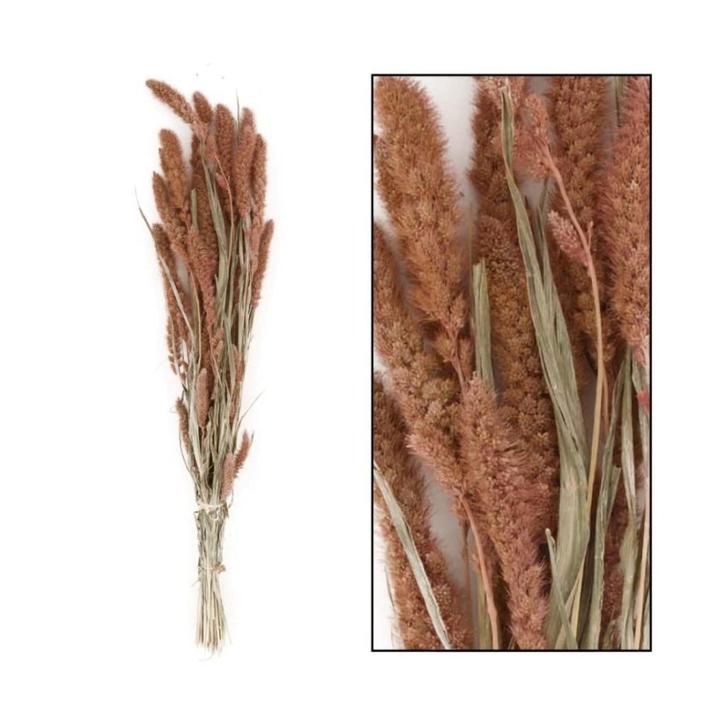 Partij Bos droogbloemen Setaria - Zalm (92 stuks), Huis en Inrichting, Woonaccessoires | Droogbloemen, Nieuw, Ophalen of Verzenden
