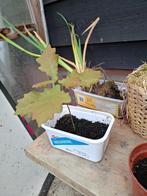 Eikenboompje, Herfst, Overige soorten, Minder dan 100 cm, Ophalen