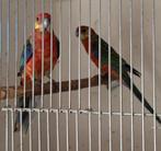 Mooie Stanley Rosella man kanssplit lutino opaline, Dieren en Toebehoren, Mannelijk, Parkiet, Geringd