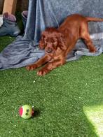 Ierse setter pups, Overige rassen, 8 tot 15 weken, Meerdere, Meerdere dieren