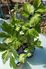Maggieplant  🌿, Ophalen, Zomer, Overige soorten, Volle zon