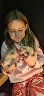 Gezonde Labrador pups. Getest liefdevol opgevoed 3 kleuren, Nederland, CDV (hondenziekte), 8 tot 15 weken, Labrador retriever