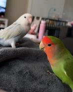 2 tamme agapornissen met grote kooi, Dieren en Toebehoren, Vogels | Hokken en Kooien, Ophalen, Zo goed als nieuw, Metaal, Vogelkooi