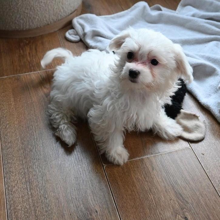 Lieve maltipoo pup (teefje) te koop!, Dieren en Toebehoren, Honden | Chihuahua's en Gezelschapshonden, Teef, Overige rassen, Particulier