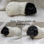 Diverse zeugjes blauw amber wit us teddy dragend, Dieren en Toebehoren, Vrouwelijk, Tam, Maart, Cavia