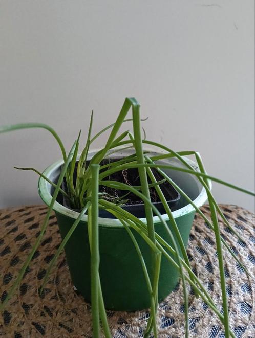 Bieslook. +++ Ruil mij+++, Tuin en Terras, Planten | Tuinplanten, Volle zon, Zomer, Ophalen