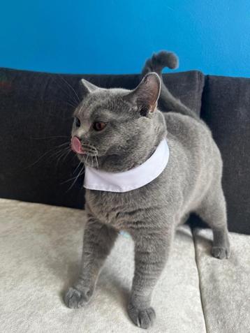  Ervaren Britse Korthaar Dekkater.  (niet te koop) beschikbaar voor biedingen