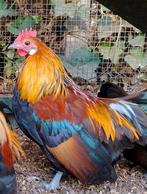 Mooi haantje Hollandse patrijs, Dieren en Toebehoren, Pluimvee, Mannelijk, Kip