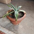 Agave inclusief terracotta pot, Ophalen, Bloeit niet, Overige soorten, Volle zon