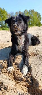 Zachtaardige Bailey (5) zoekt liefdevol thuis, Dieren en Toebehoren, Honden | Niet-rashonden, Particulier, Buitenland, Teef, Eén hond