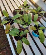 Smeerwortel blauwe ....per 3, Ophalen, Overige soorten, Volle zon