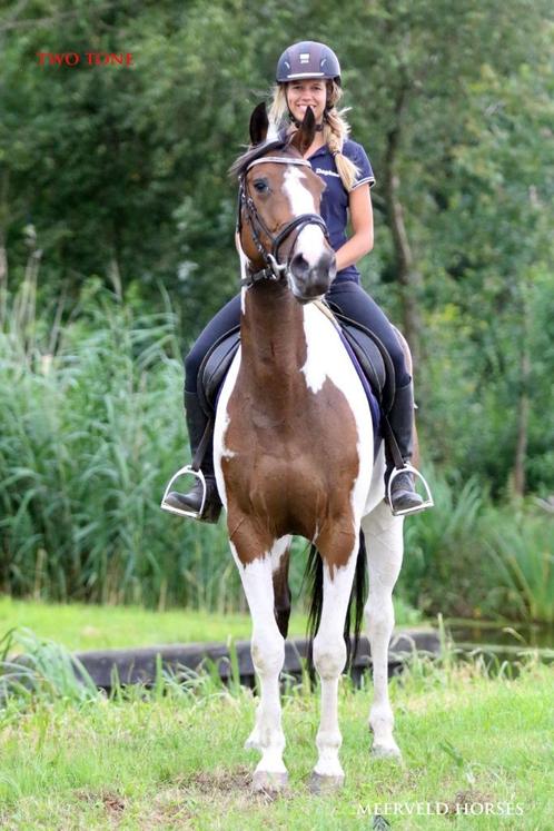 Ruiters gezocht voor rijden van ponys!, Diensten en Vakmensen, Dieren | Paarden | Verzorging, Oppas en Les, Ruiter of Bijrijder