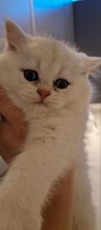 Brits korthaar kitten met stamboom te koop, 0 tot 2 jaar