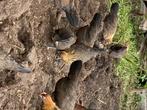 Hollandse patrijskriel, Dieren en Toebehoren, Pluimvee, Mannelijk, Kip