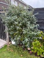 Prachtige Vlinderstruik gratis, Overige soorten, 100 tot 250 cm, Zomer, Ophalen