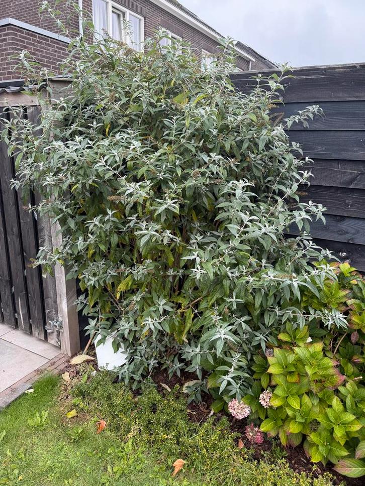 Prachtige Vlinderstruik gratis, Tuin en Terras, Planten | Bomen, Overige soorten, 100 tot 250 cm, Volle zon, Zomer, Ophalen