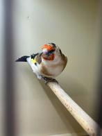 Majur Putter, Dieren en Toebehoren, Vrouwelijk, Wildzangvogel