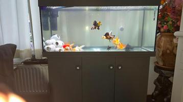 Aquarium te koop beschikbaar voor biedingen