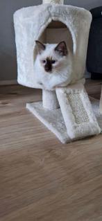 Birmaan, Dieren en Toebehoren, Kater, Gechipt