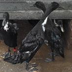 Zuiveren Indische loopeenden  woerden, Dieren en Toebehoren, Pluimvee, Mannelijk, Eend