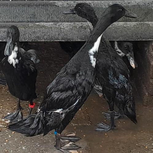 Zuiveren Indische loopeenden  woerden, Dieren en Toebehoren, Pluimvee, Eend, Mannelijk