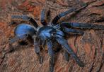 Vietnam silver tarantula, Dieren en Toebehoren, Insecten en Spinnen, Spin of Schorpioen