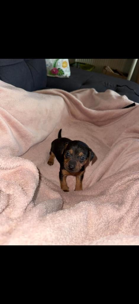 Mooie jack russell pups, Dieren en Toebehoren, Honden | Jack Russells en Terriërs, Meerdere dieren, Jack Russell Terriër, Fokker | Hobbymatig