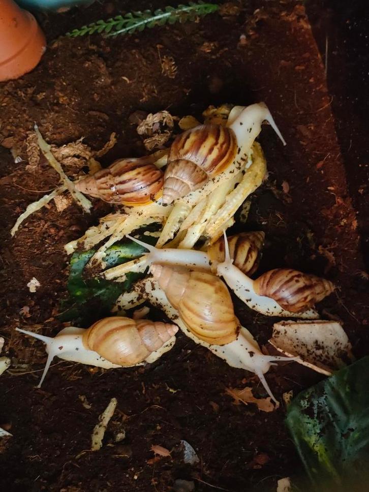 Agaatslak Achatina fulica 'white jade' reuzenslak, Dieren en Toebehoren, Insecten en Spinnen, Overige soorten