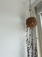 Kokodama hangpot met Chinees lantaarn plantje, Ophalen, Overige soorten, Minder dan 100 cm