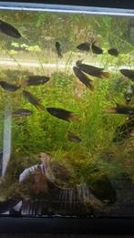 Rondstaart paradijsvissen, Dieren en Toebehoren, Vis