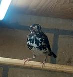 Kastanjeruglijster...pop....2025, Dieren en Toebehoren, Vogels | Overige Vogels, Vrouwelijk, Tropenvogel, Geringd