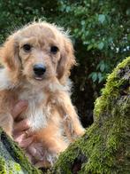 Super leuke pups Maltipoo met Teckel.! Nagenoeg zindelijk, Dieren en Toebehoren, Honden | Niet-rashonden, Nederland, CDV (hondenziekte)