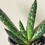 Aloe vera paradisicum, Jurassic Dino., Overige soorten, Minder dan 100 cm, Ophalen of Verzenden, Halfschaduw