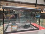 Aquarium  led ,verwarming, filter  65 liter  59x31x39, Aquariumbouwer, Deutzstraat 2 1976bl, Ophalen of Verzenden, Zo goed als nieuw