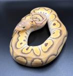 0.1 Pastel Mojave Clown ball python regius te koop, Dieren en Toebehoren, Reptielen en Amfibieën, Slang, Tam, 0 tot 2 jaar