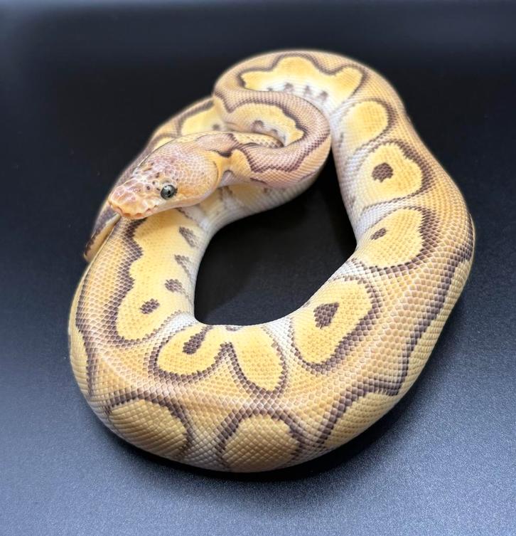 0.1 Pastel Mojave Clown ball python regius te koop Ball Python - male for sale from Kevin
