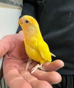 Jonge agapornis roseicollie dwergpapegaai om tam te maken, Dieren en Toebehoren, Vogels | Parkieten en Papegaaien, Meerdere dieren