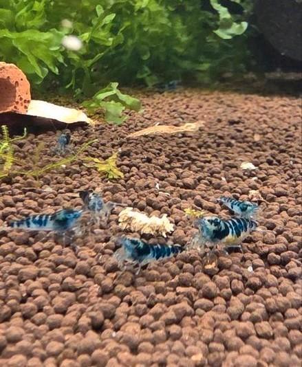 Caridinia, Neocardinia garnalen, Mos en Bladeren, Dieren en Toebehoren, Vissen | Aquariumvissen, Zoetwatervis, Kreeft, Krab of Garnaal